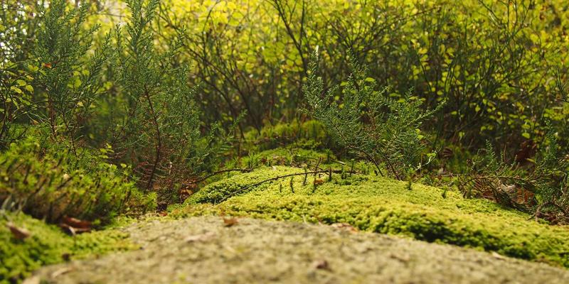 奥兰治城28：探索佛罗里达的“世界柑橘之都”终极旅游攻略