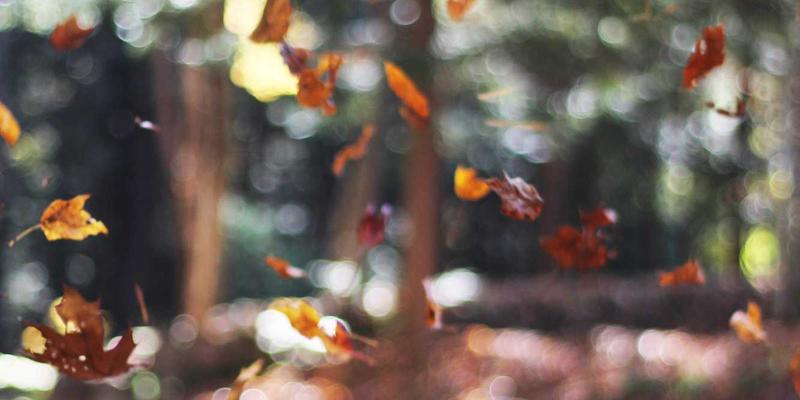 奥兰治城秋日节庆与活动日历：南瓜农场、丰收庆典与万圣节特别活动全攻略